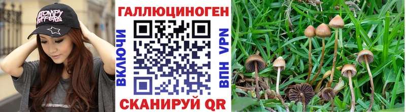 Галлюциногенные грибы прущие грибы  Чкаловск 